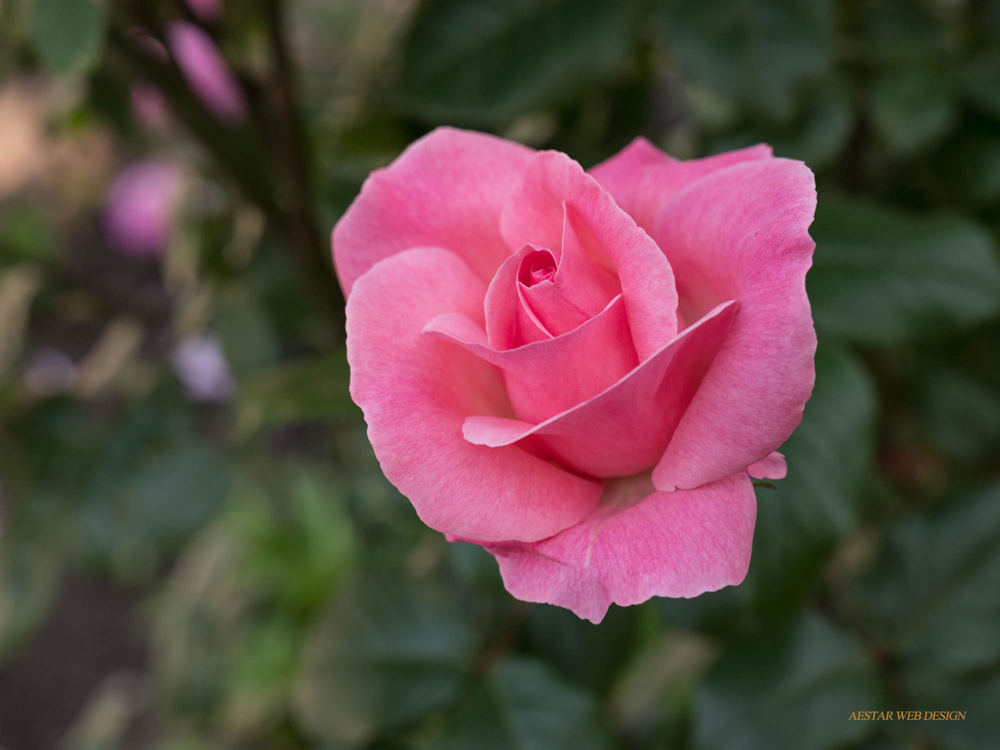 Web Product Photography, Flowers, Rose, New York City