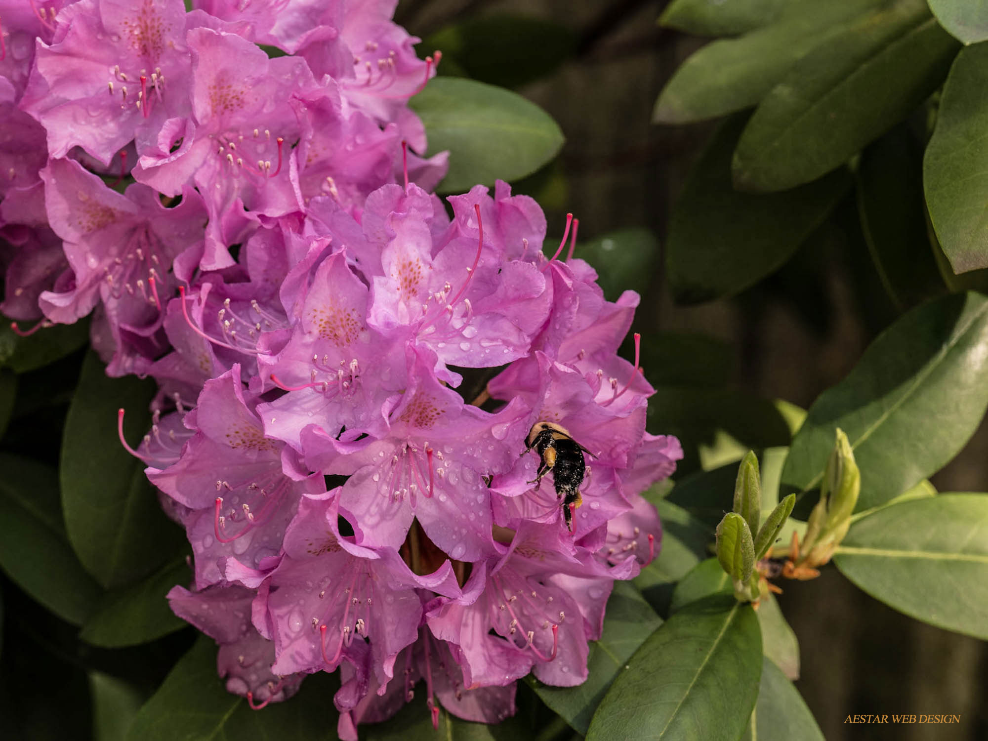 Web Product Photography, Flowers, Rhododendron, Rhodies, New York City