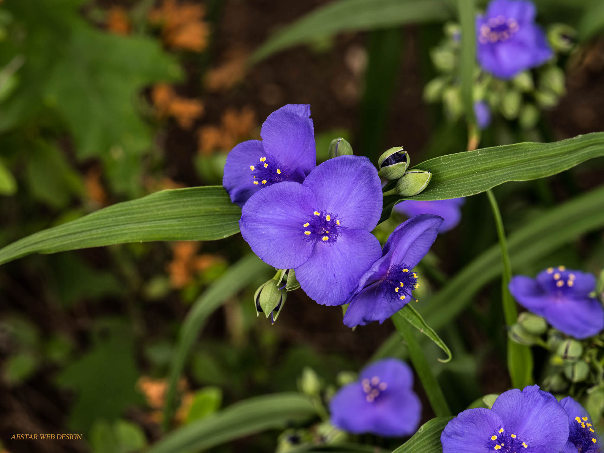 Web Product Photography, Flowers, Tradescantia, New York City